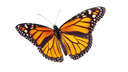 A monarch butterfly with bright orange and black wings hovers gracefully against a white background.