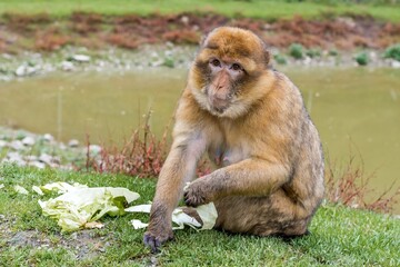 monkey enjoying calmness, primate relaxing by water, simian peacefully munches leaves by lake