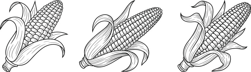 Corn Cob Vector Illustration Set, Hand Drawn Maize Sketch, Black and White Agriculture Design, Sweet Corn Harvest, Farm Food Icon