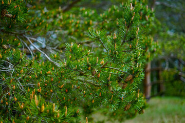 Close-up of Pine Tree Branches with New Growth