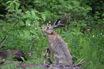 rabbit in the grass