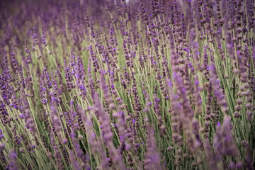 Fototapeta premium Soft Pastel Lavender Field in Bloom With Dreamy Depth of Field