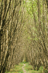peaceful grove with tall trees, tranquil birchlined pathway leading to sunny clearing surroundings