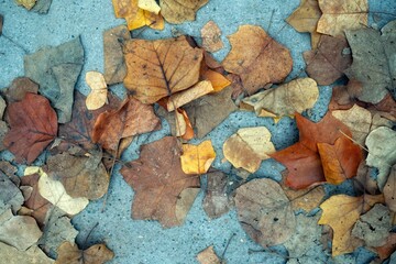  Autumn leaves on a sunny day in the park. Autumn background