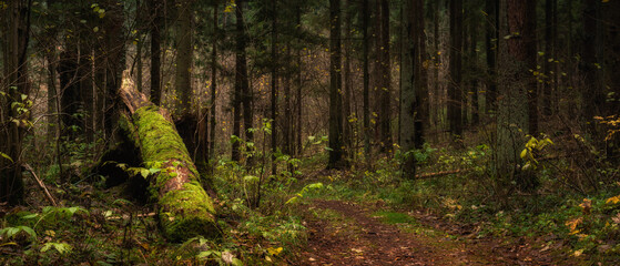 large old mossy snag from a fallen tree in a deep fairytale spruce forest. Beautiful panoramic photo of natural dense woodland landscape. Widescreen anamorphic format with cinema aspect ratio of 21:9