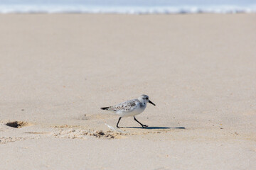 Sanderling walking along sunlit beach near gentle waterline Portugal, Ovar – Furadouro, 10.10.2025
