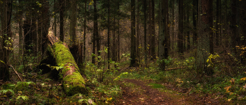 large old mossy snag from a fallen tree in a deep fairytale spruce forest. Beautiful panoramic photo of natural dense woodland landscape. Widescreen anamorphic format with cinema aspect ratio of 21:9
