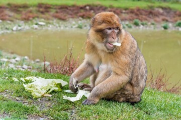 fascinated primate displays inquisitive behavior while tasting and engaging with vegetable segment