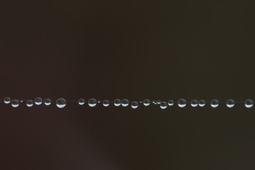 Dew drops on a spider web 