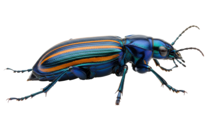 Isolated Jewel beetle with blue, green and orange stripes, with long antennae, isolated