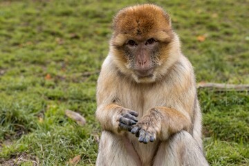 small monkey with gentle brown fur delicately inspects seed under natural daylight in peaceful park setting