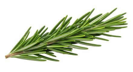 Isolated fresh rosemary sprig with natural green hue for culinary and aromatherapy uses