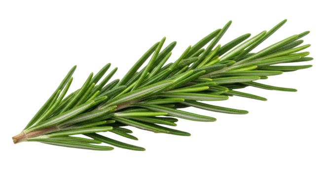 Isolated fresh rosemary sprig with natural green hue for culinary and aromatherapy uses
