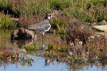 Vanneau huppé,Vanellus vanellus, Northern Lapwing