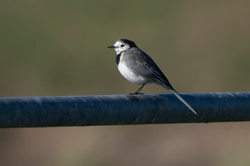Bergeronnette grise,Motacilla alba, White Wagtail