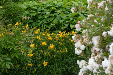 Obraz premium lys, rose blanche, Jardin Van Beek, Saint Paul, Oise, 60, France