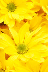 Chrysanthemums as background