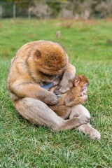 primate holding juvenile peacefully, gentle primate embracing offspring amidst serene natural setting