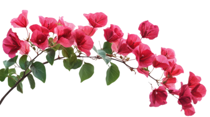 Bright pink bougainvillea branches stand out against a clean white backdrop, adding color and freshness.