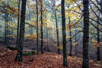 Fototapeta premium Nebllina en el castañar