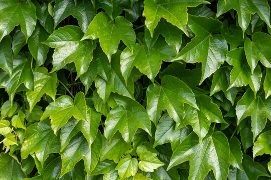 green ivy leaves in the summer