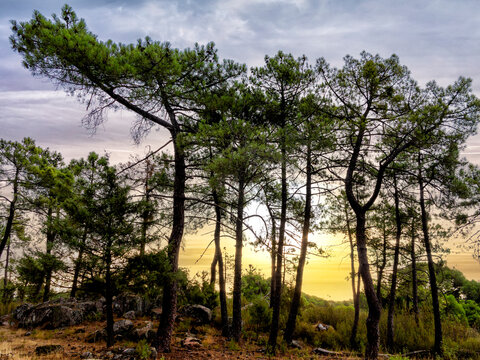 Amanece en el pinar