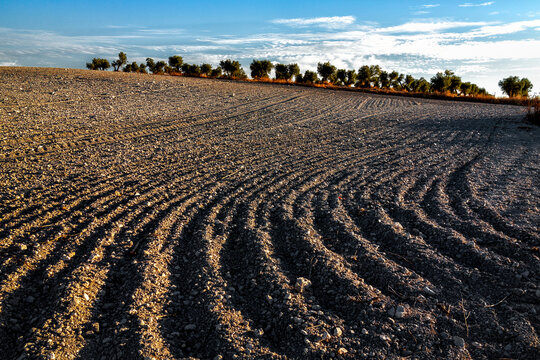 Campo arado y olivar