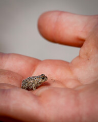 Small frog on a childs hand