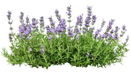 Lavenders bloom vibrantly in a sunny garden showcasing their delicate purple flowers and lush green foliage.