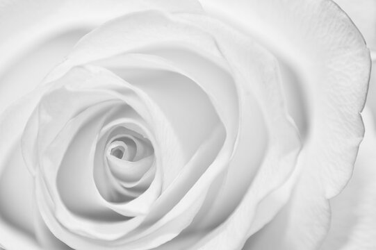 Close up of precious rose bud.