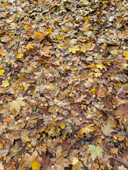 Dry Autumn Leaves Covering Forest Ground In Yellow And Brown Tones Creating Natural Seasonal Foliage Texture Background