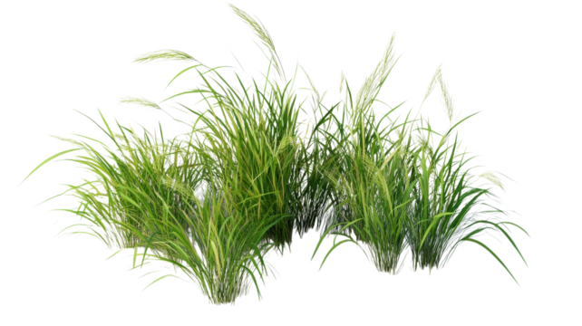 Bright green grass thrives under a clear blue sky, moving softly with the wind in a tranquil outdoor setting.