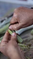 Traditional Hand-Cleaning Method for Cardoon &ndash; Cardoon Culinary Guide: How to Cook With Cardoons, Celery-Like Stalks, Cynara cardunculus Preparation