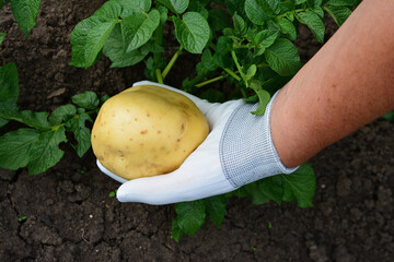 a close up of a gardener Hand holding a freshly harvested potato from the garden