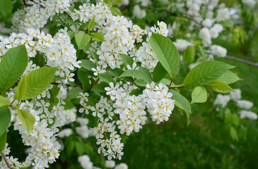 Spring White Flowers of bird cherry tree in Bloom wallpaper
