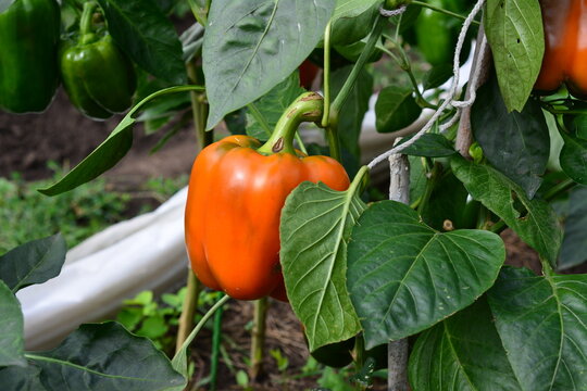 Vibrant Orange Bell Pepper Growing on a Plant capsicum annuum