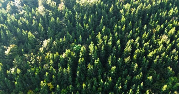 Aerial view flying over green pine forest
