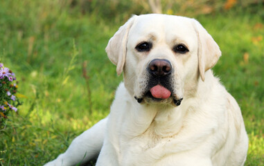 a yellow labrador retriever portrait close up