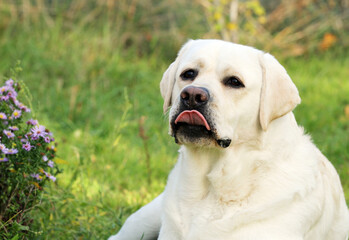 a yellow labrador retriever portrait close up