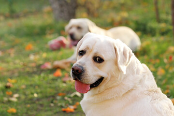 a yellow labrador retriever portrait close up