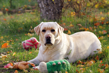 a yellow labrador retriever portrait close up