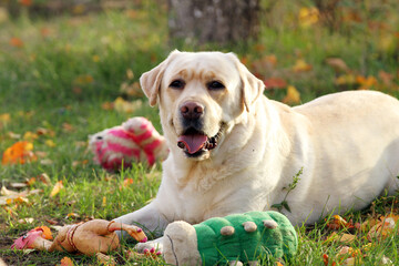a yellow labrador retriever portrait close up