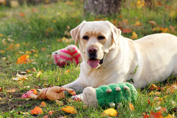 a yellow labrador retriever portrait close up