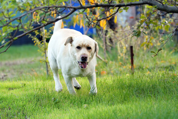 a yellow labrador playing in the park