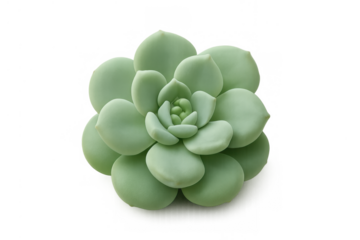 Echeveria succulent plant displaying a rosette shape with fleshy green leaves, suitable for gardening and home decor