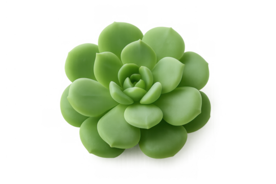 Green echeveria succulent plant creating a natural rosette pattern overhead view on transparent background