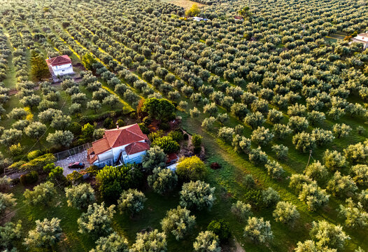 Olives plantation near Kalamaki in southern Peloponnese, Greece - Powered by Adobe