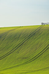 Obraz premium Green agriculture field with tractor tracks and trees