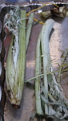Traditional Hand-Cleaning Method for Cardoon &ndash; Cardoon Culinary Guide: How to Cook With Cardoons, Celery-Like Stalks, Cynara cardunculus Preparation