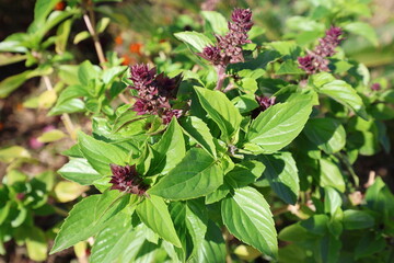 Fresh Basil Plant with Purple Flower Spikes